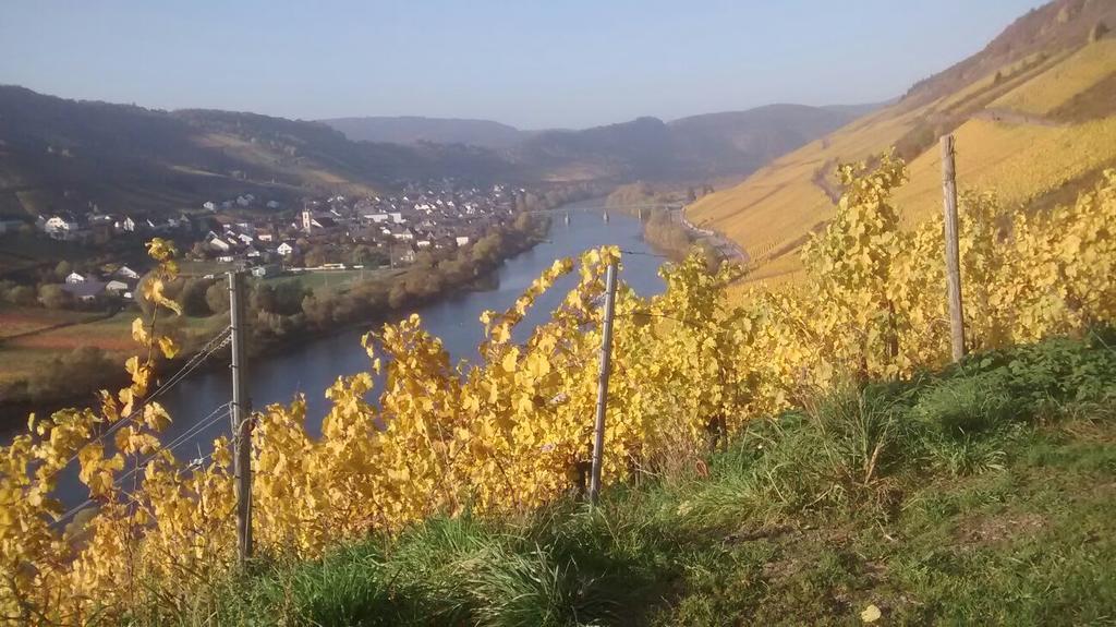 Weingut Matthias Dauns Apartment Reil Exterior photo